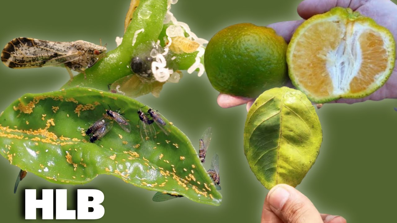 Evita la plaga mortal en los cítricos con estos pasos - HLB