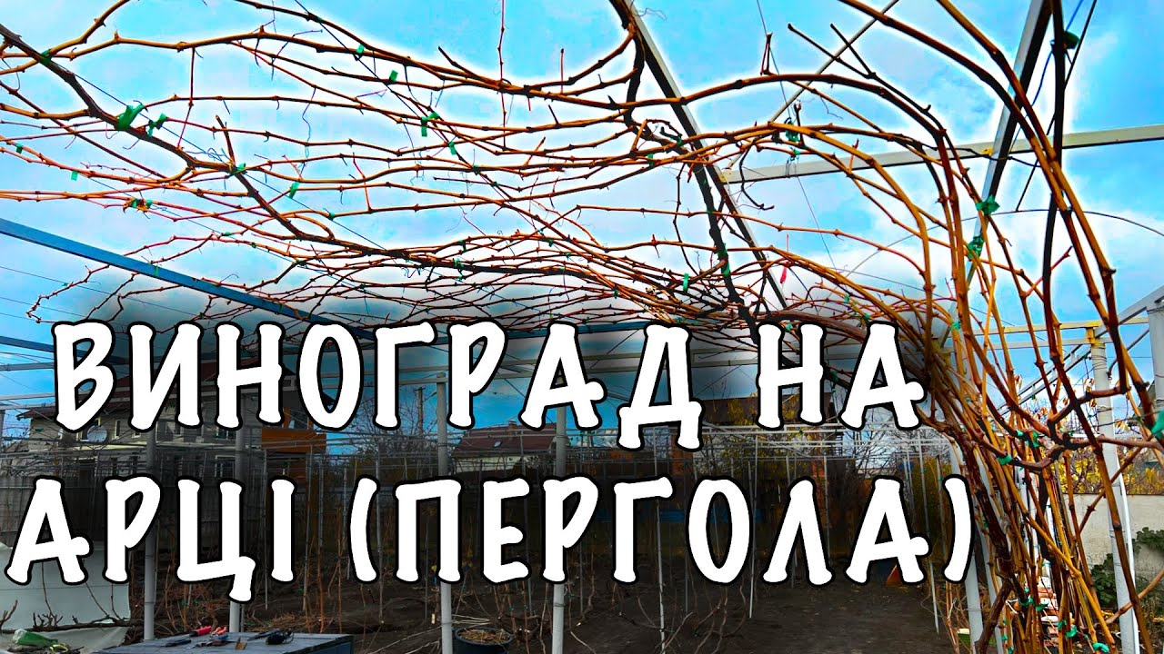 Виноград на УКРИВНІЙ та НЕУКРИВНІЙ ПЕРГОЛІ. Як обрізати виноград на арку. Укривний виноград на арці