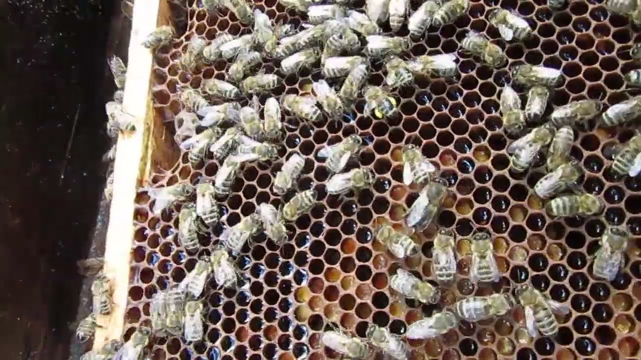 5164ul15  Jak pszczoły podlały czerw.2026r0620