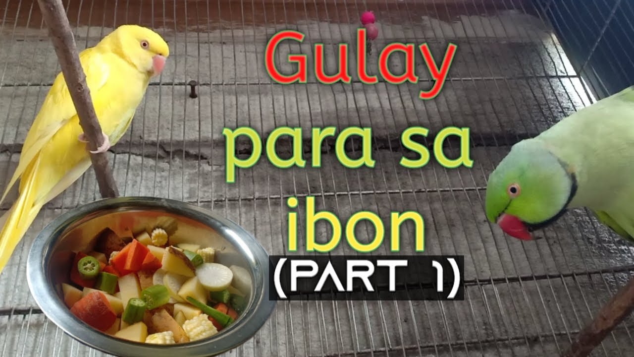 Veggies for birds (gulay time) part 1