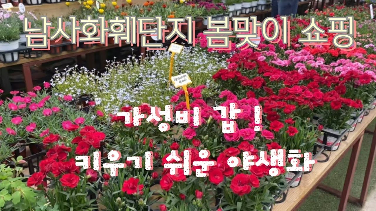 남사화훼단지 봄맞이 쇼핑/ 야생화 추천/예삐플라워/ 한 플라워/ 남사화훼집하장