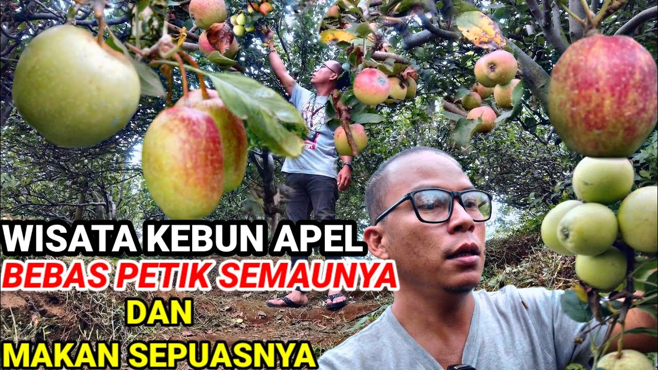 WISATA KEBUN APEL BEBAS PETIK DAN MAKAN SEPUASNYA‼️