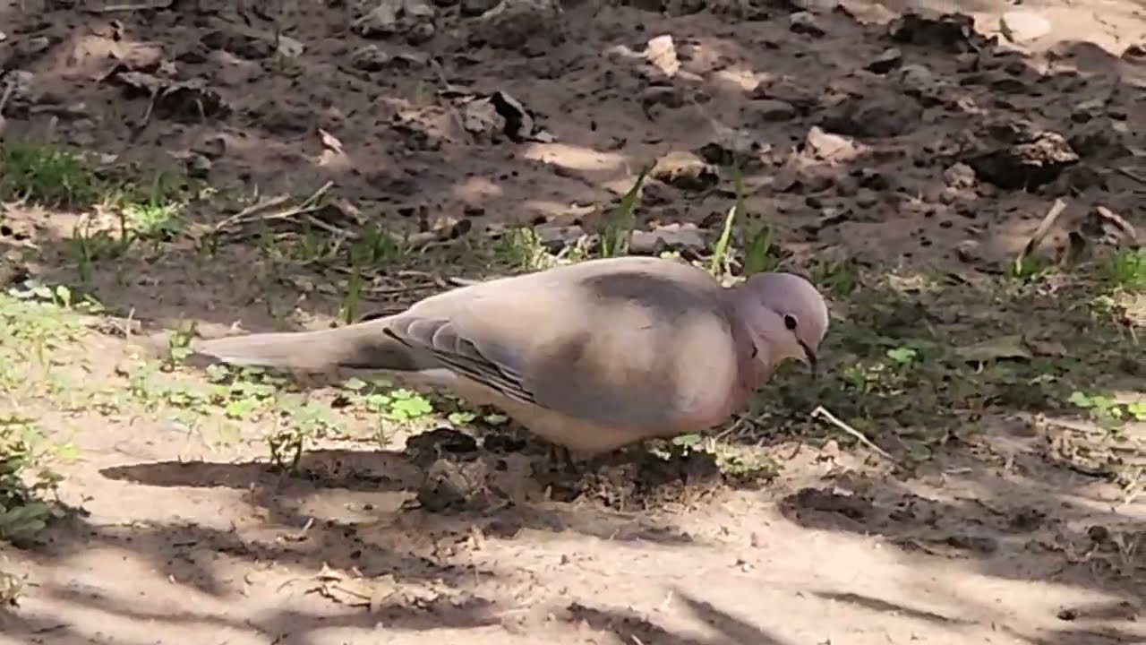Fakhta / Dove