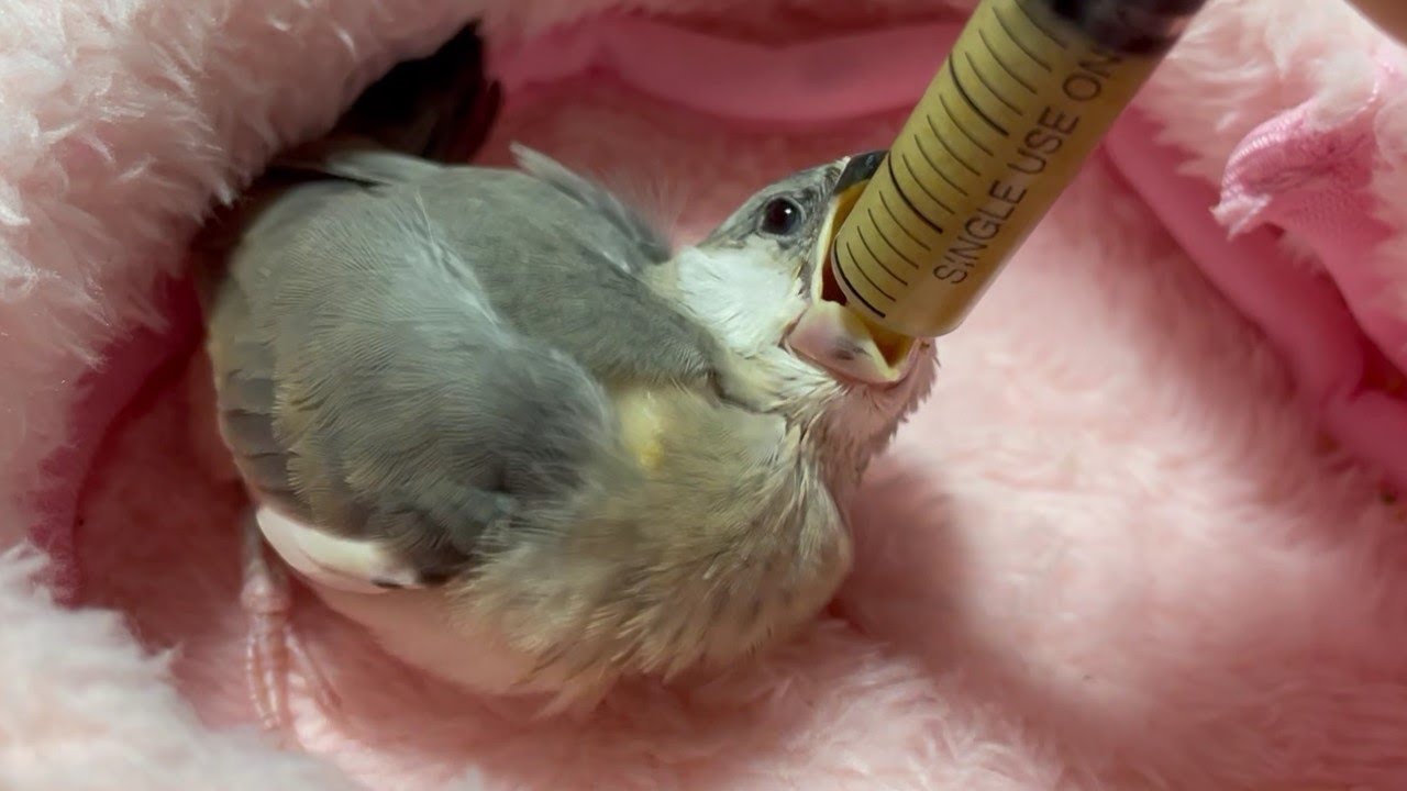 【生後1ヶ月】雛文鳥の刺し餌【準備～給餌】