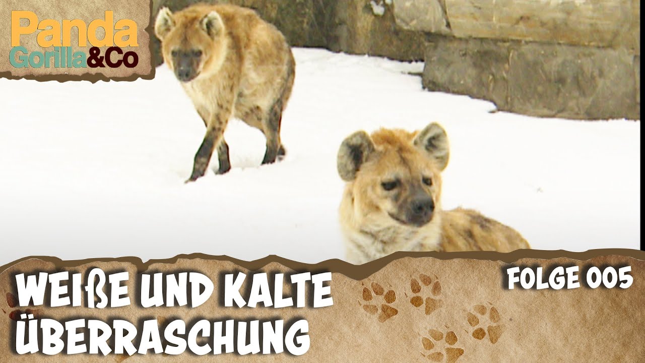 Ein Zoo versinkt in Schnee | Panda, Gorilla & Co.