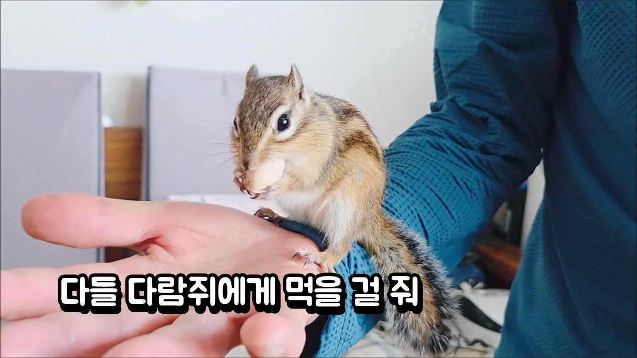 다들 다람쥐에게 먹을 걸 줘