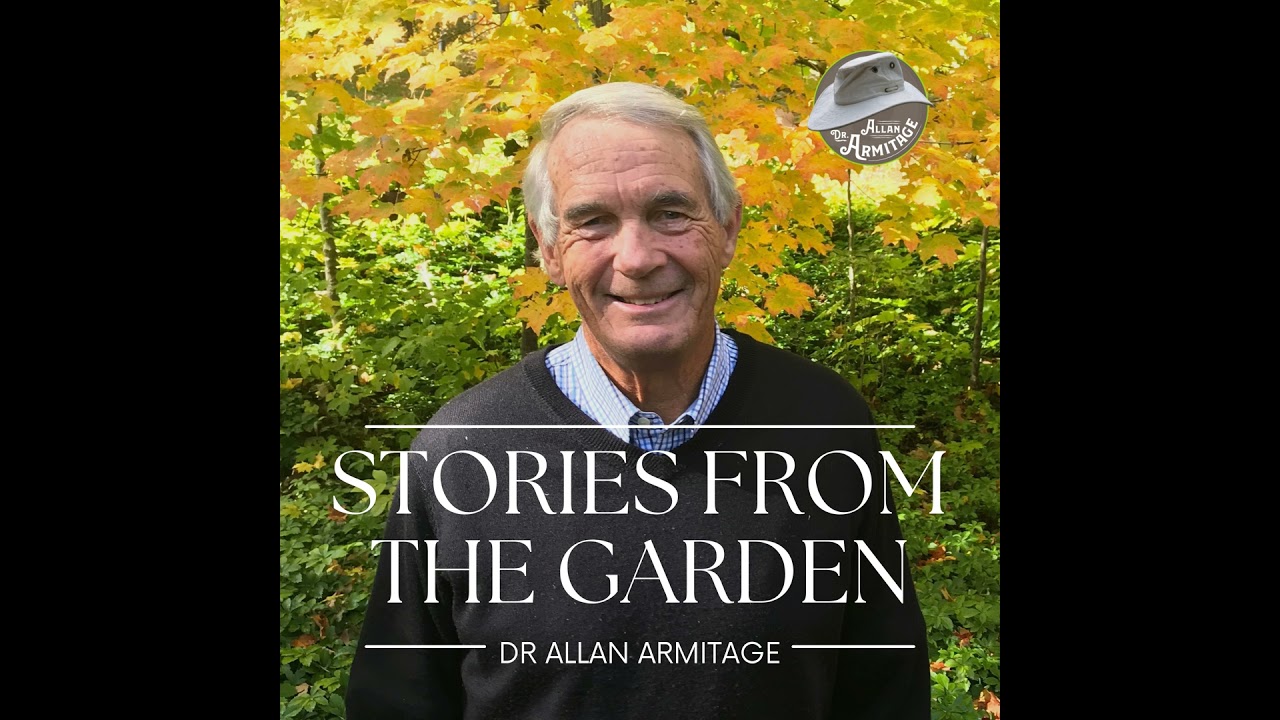 Stories from the Garden: Dames Rocket