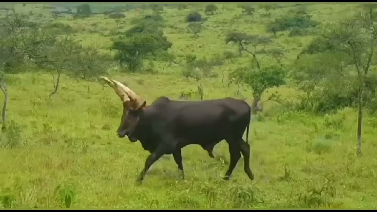 IKIVUGO CY'INKA YA MUSONI MUMYIYEREKO Y'INYAMBO #Kora Subscribe nkuhe nibindi nkibi#