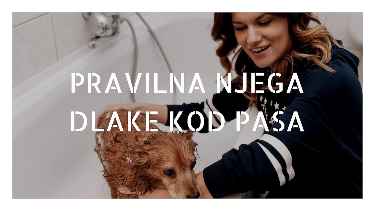 Kako kupati psa
