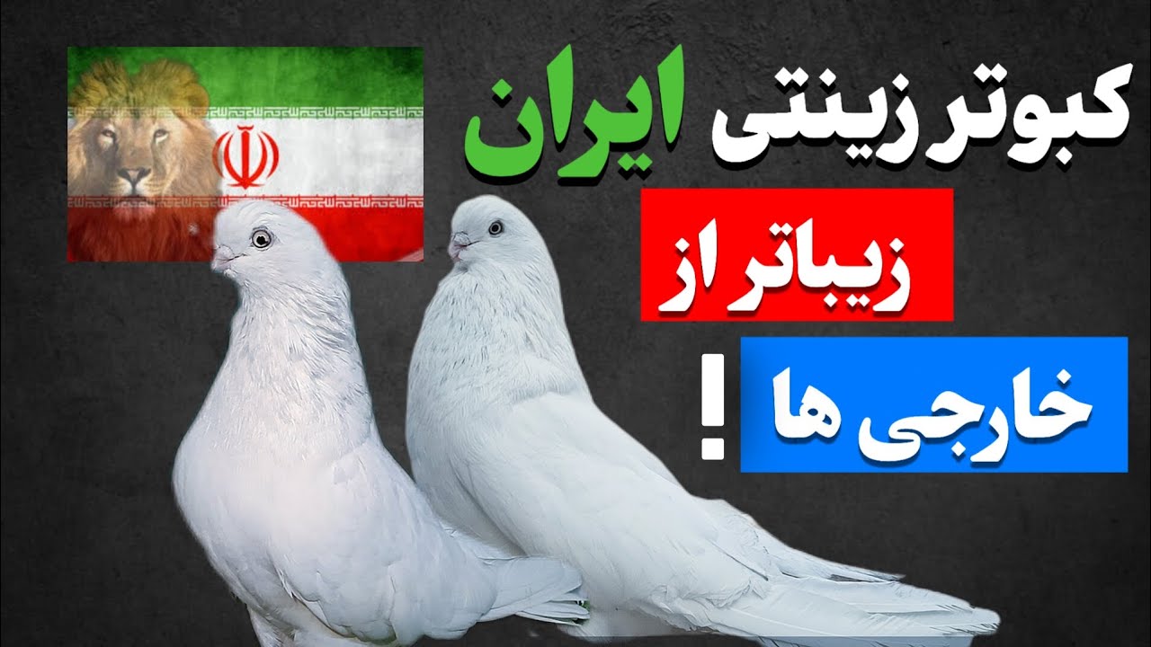کبوتر زینتی ایرانی زد ترکوند! مقایسه با خارجی‌ها باور نکردنیه! #декоративныеголуби