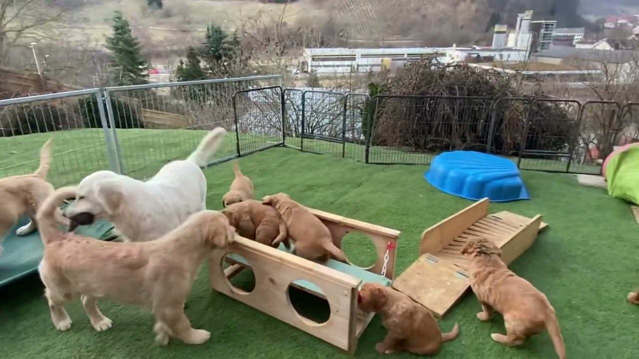 Guten Morgen aus der TQ Kinderstube - Golden Retriever Welpen 6 Wochen alt