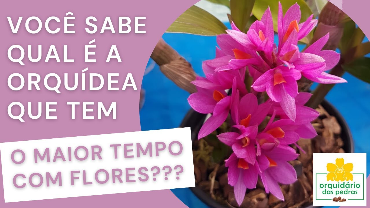 Você conhece a Orquídea que tem o maior tempo com flores?