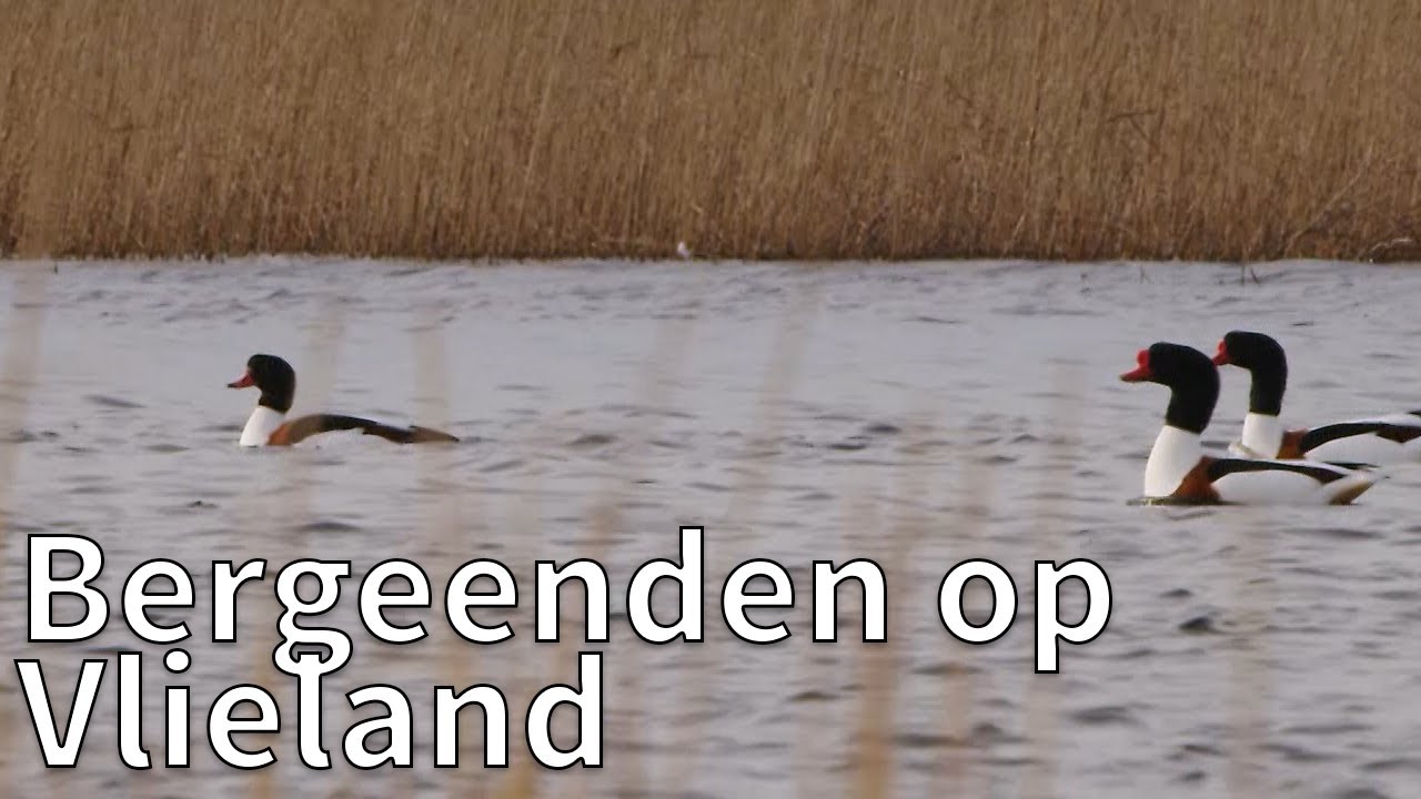 Bergeenden op Vlieland | Op pad met Ruben