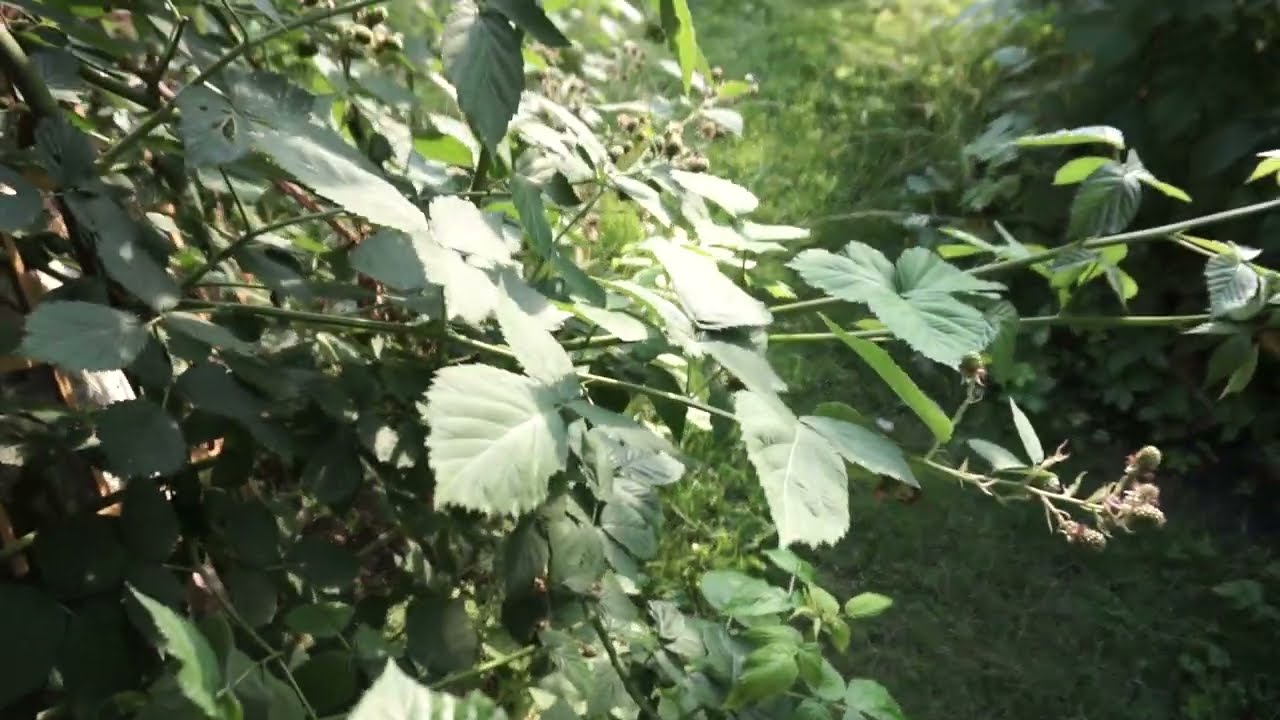 C0051