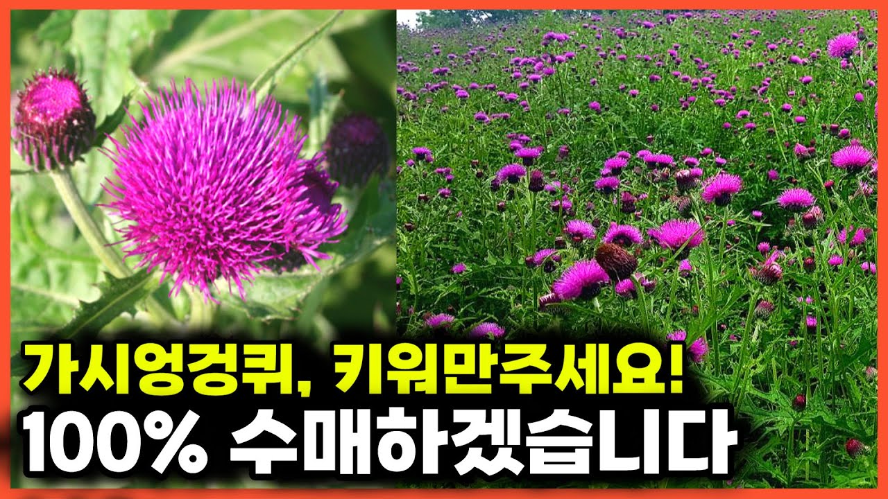 🚫멸종위기 🍀가시엉겅퀴, 키워만 주세요. 제가 사겠습니다. [🦸‍♂️식물방위대👨‍🌾]