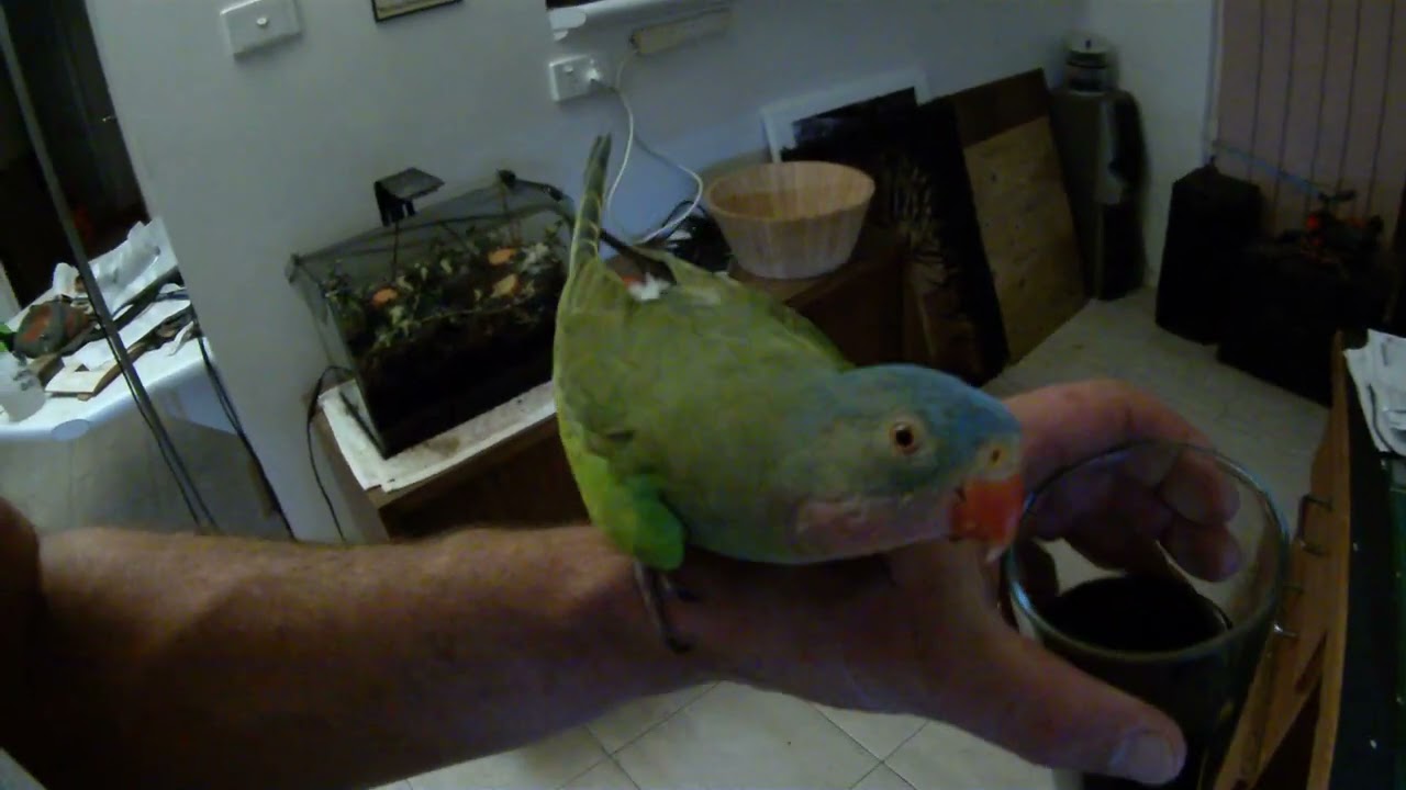 Chicken the parrot being a rascal as usual.