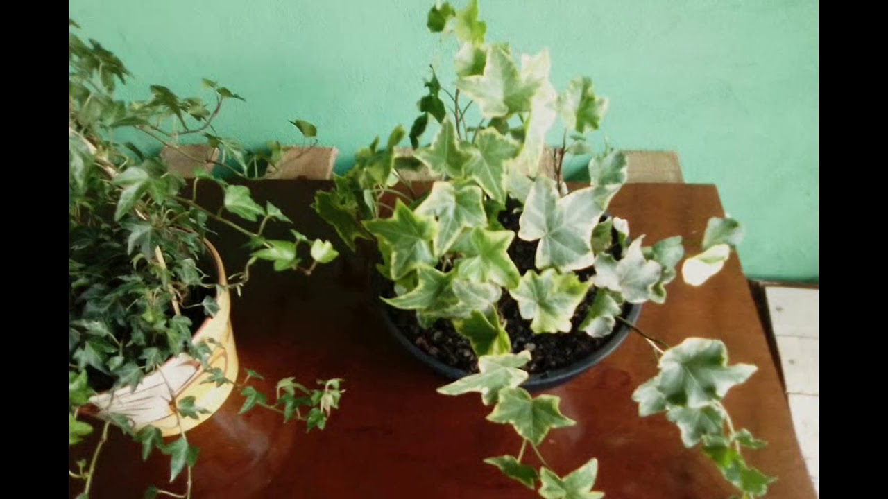 COMO CUIDAR DA PLANTA HERA .