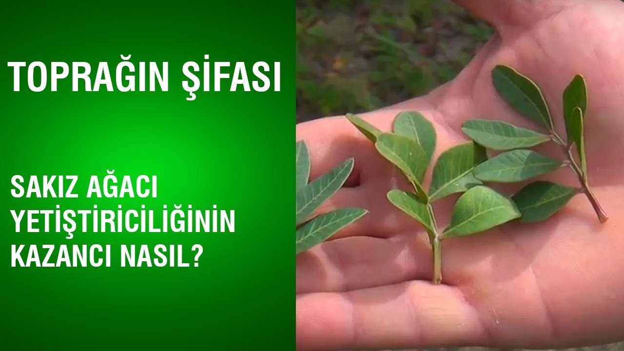 Toprağın Şifası - Sakız Ağacı Yetiştiriciliğinin Kazancı Nasıl?