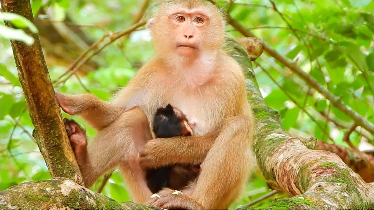 Young Pigtail Monkey Rose Smartly Cares for Her Newborn in Amber Group