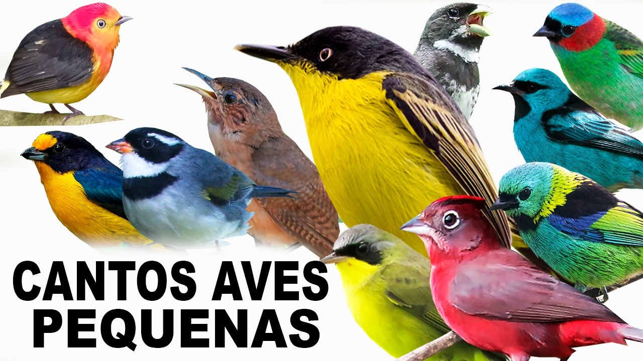 CANTOS DE AVES do BRASIL Pequeninas | Passarinhos cantando | CANAL AVES