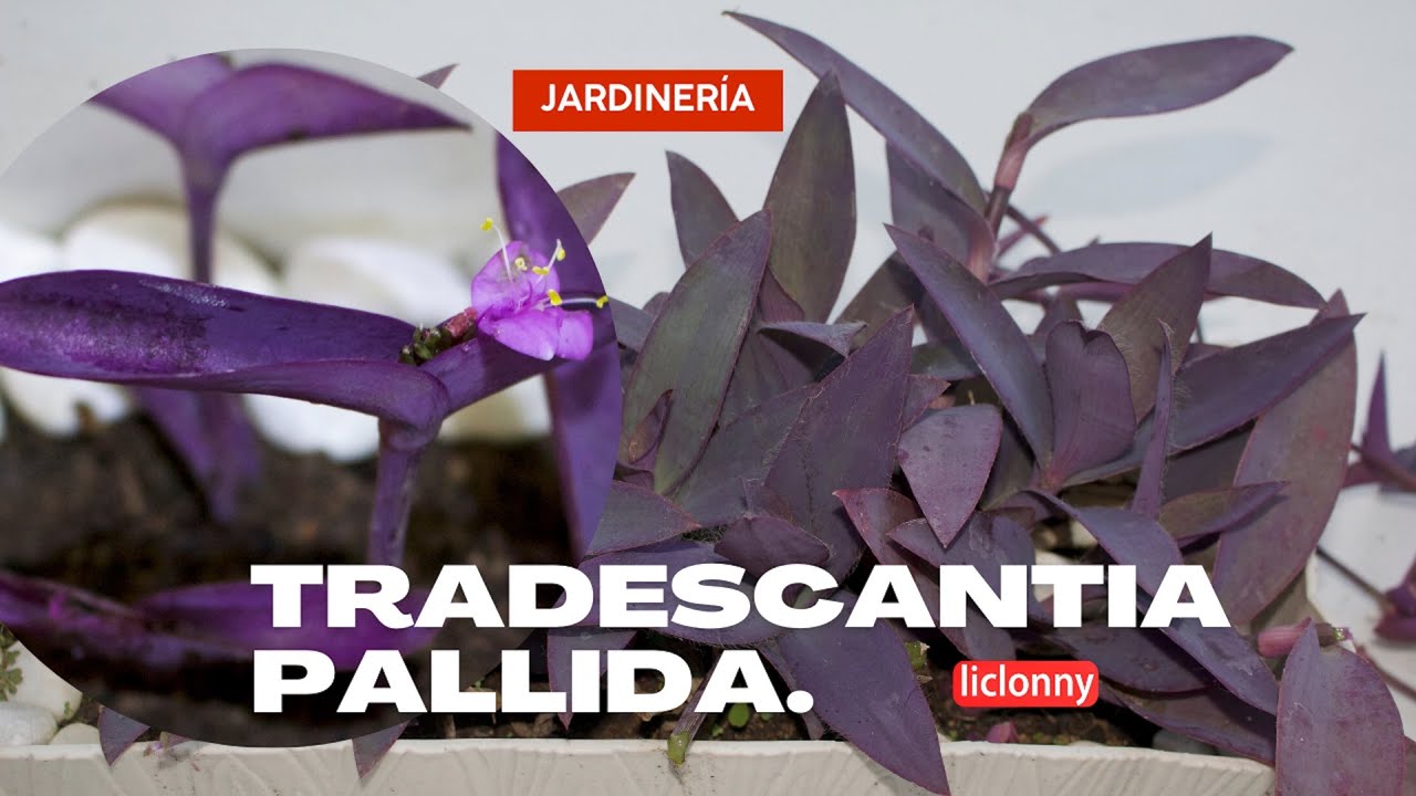 Tradescantia Pallida, Purpúrea, Purpurina/ Fácil de propagar/Planta de sol. liclonny