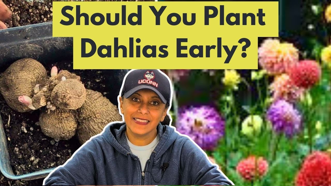 How To Plant Dahlia Tubers || Waking Up Pre-Sprouting Dahlias