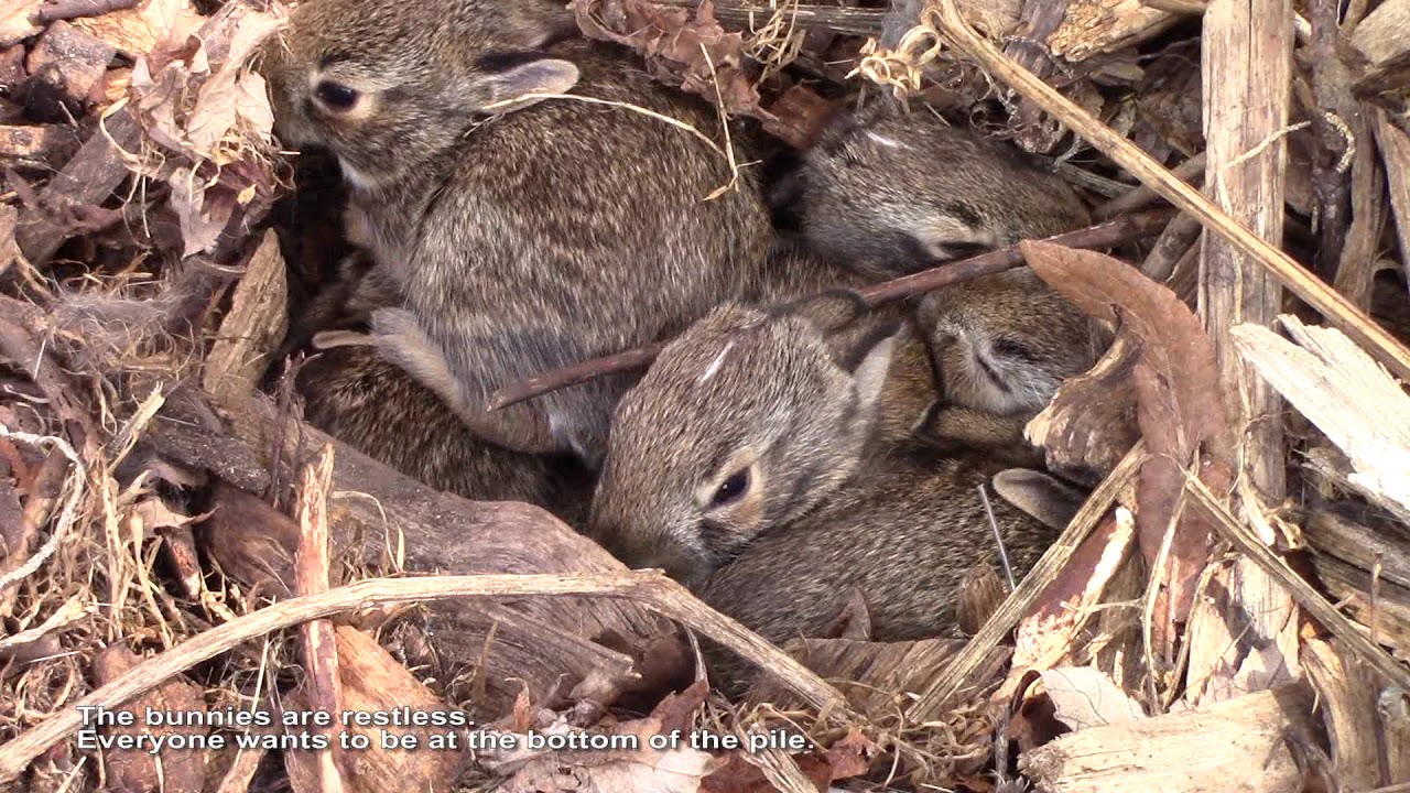 Baby Bunnies Hiding in their Nest