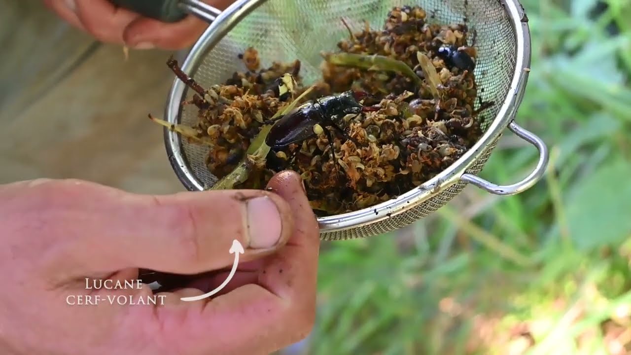 Les trognes, des piliers de la biodiversité en milieu rural