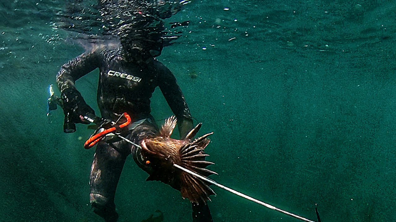 The Wall is Alive | Sunshine Coast & Vancouver Island, BC | Spearfishing & Freediving