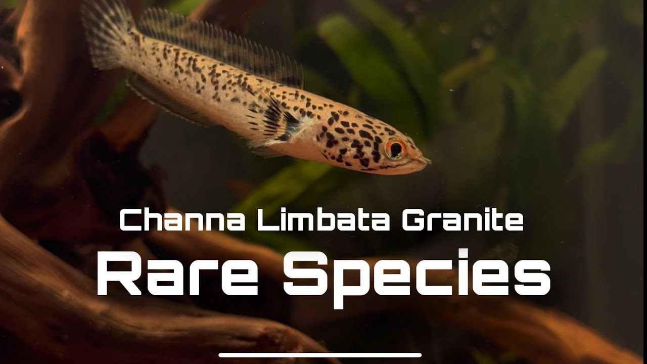 Leopard Skin Snakehead - Channa Limbata Granite
