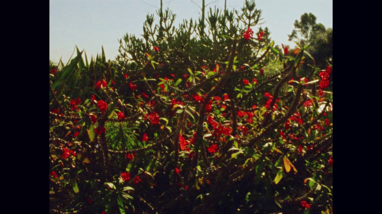 Pro8/43 (Fuji Eterna Vivid 160T - SanDiego 4K) (Re-Grade)