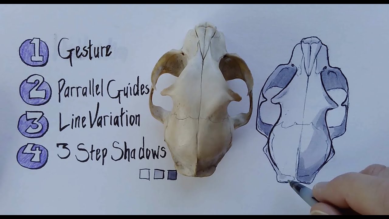 The Nature Journal Connection, Episode 24, Four Drawing Tricks