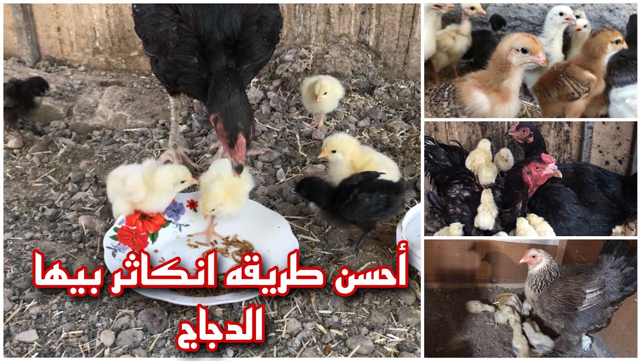 دجاجاتي الهراتيات شلون اكاثرهن أفضل طريقه