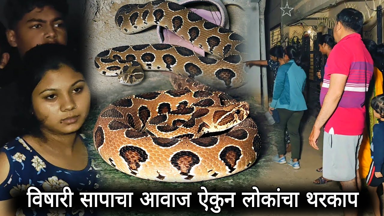 असा सापाचा आवाज तुम्ही कधीच ऐकला नसेल🥵🥵 #viral