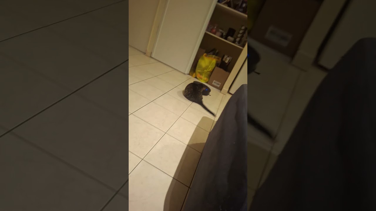 Le chat.. meilleur ami de l'homme mais pas de l'aspirateur