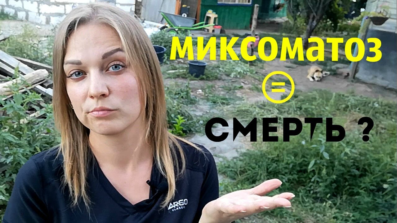 Миксоматоз у кроликов Лечить или не лечить Симптомы Болезнь Вакцинация Наш опыт