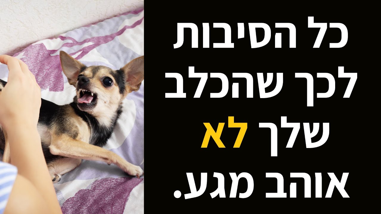 הסיבות הנפוצות - לרגישות למגע אצל כלבים.