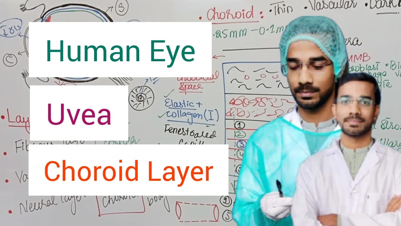 Choroid Layer (Uvea)