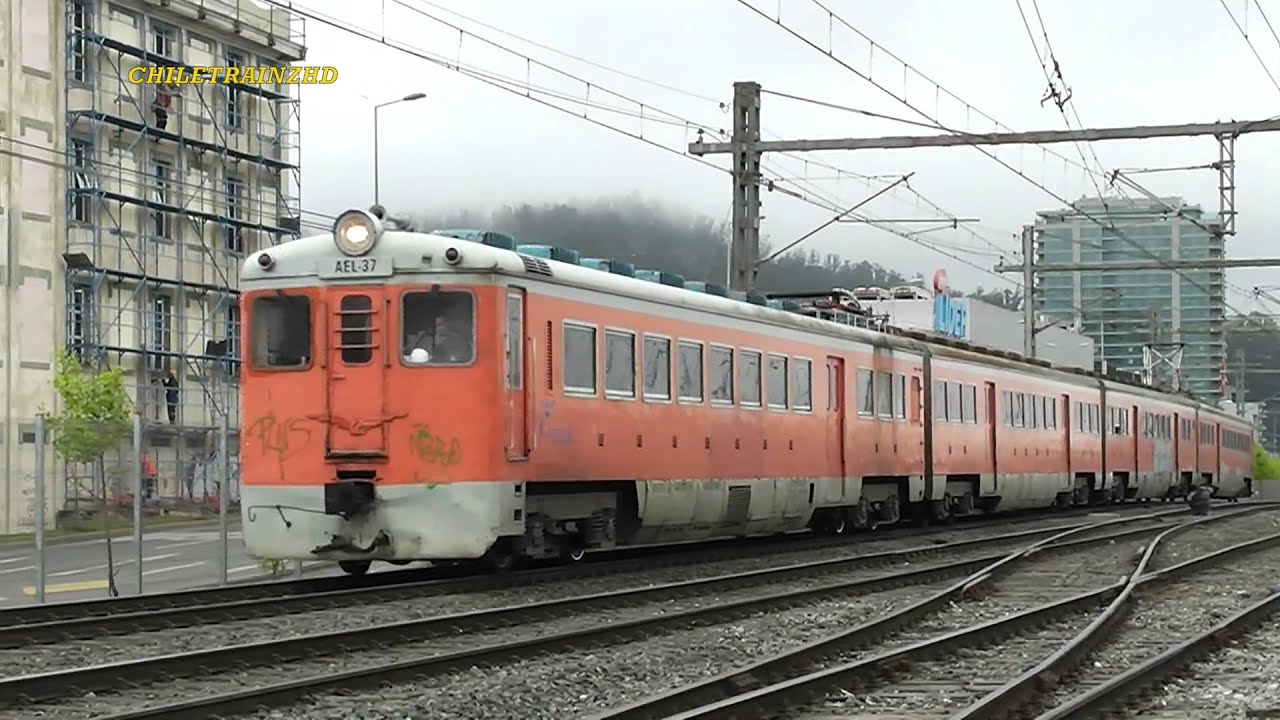 Cruzamiento AEL-37 CORTO DEL LAJA - UTMC440126 BIOTREN