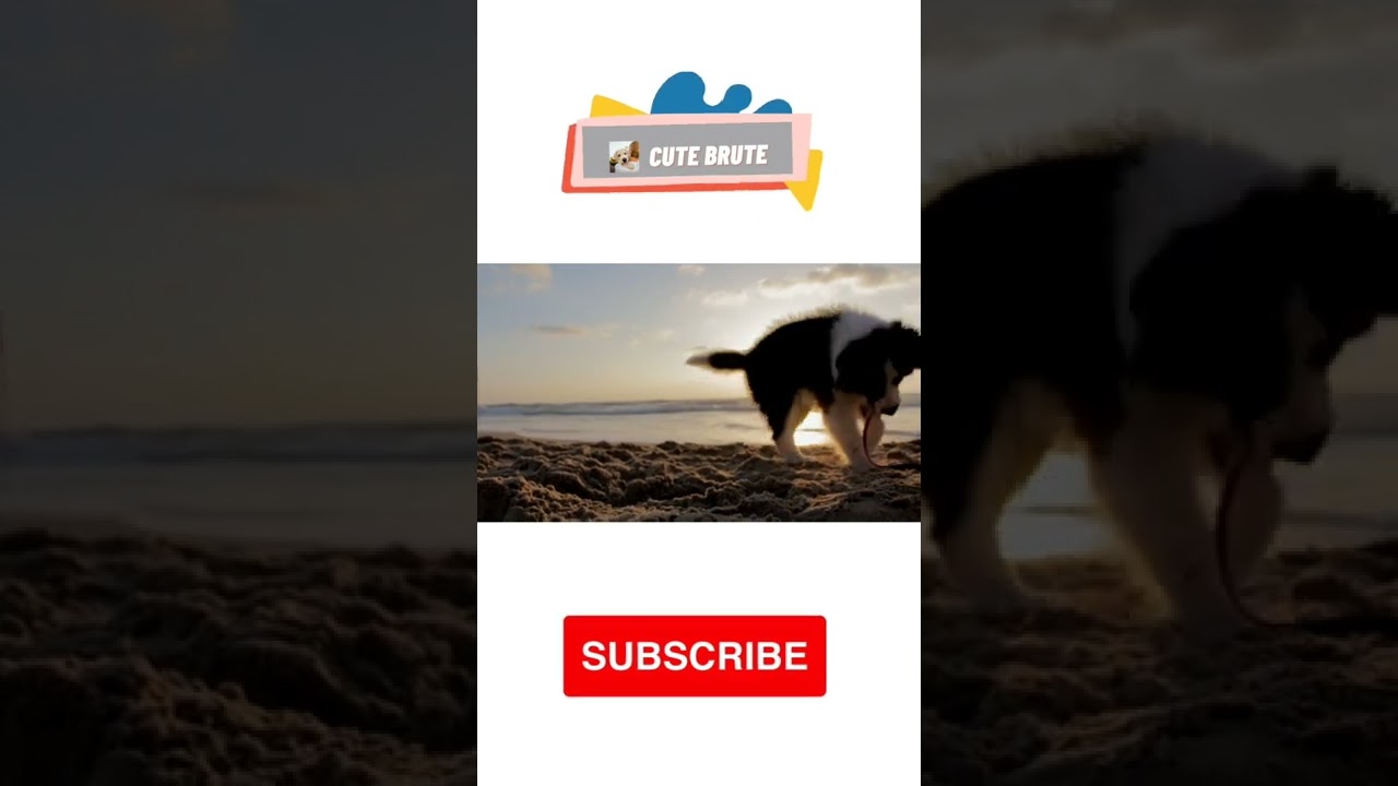 Cute Brute - Funniest Dog #P24 #shorts #Funniest dog