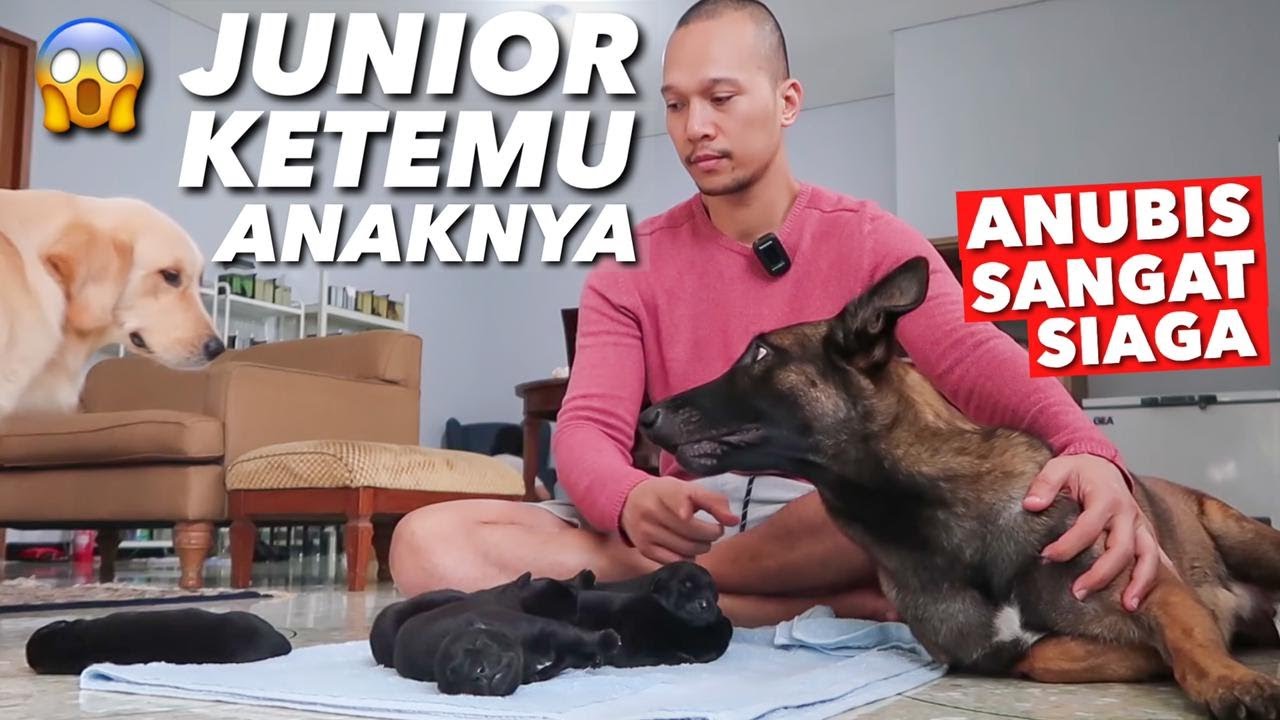REAKSI SNOWEE JUNIOR KETEMU ANAK