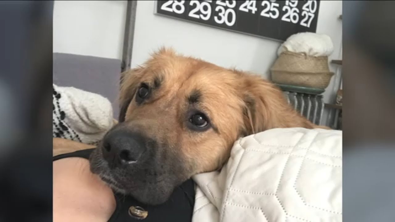 Woman 'shattered' after dog killed in random attack in Brooklyn park