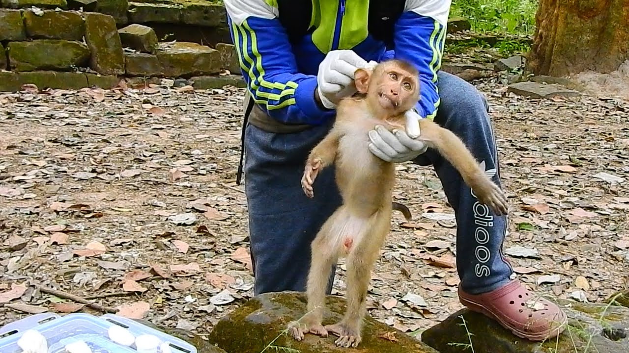 I & kosol apply medicine to MR Jimmy, Sorry! he cries but we want to help