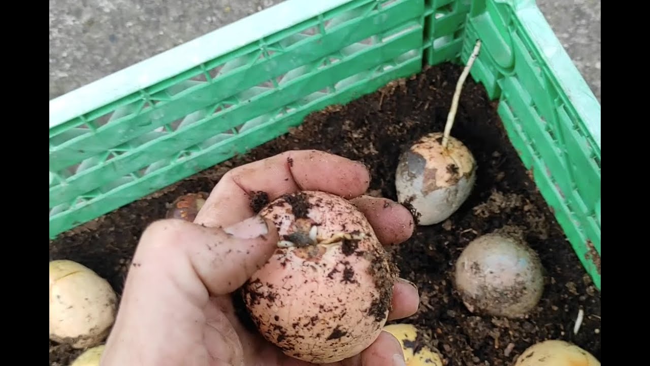 SEMILLAS de AGUACATE ANTILLANO 🥑(EVOLUCION) LISTAS para SEMBRAR en BOLSA o CAMPO