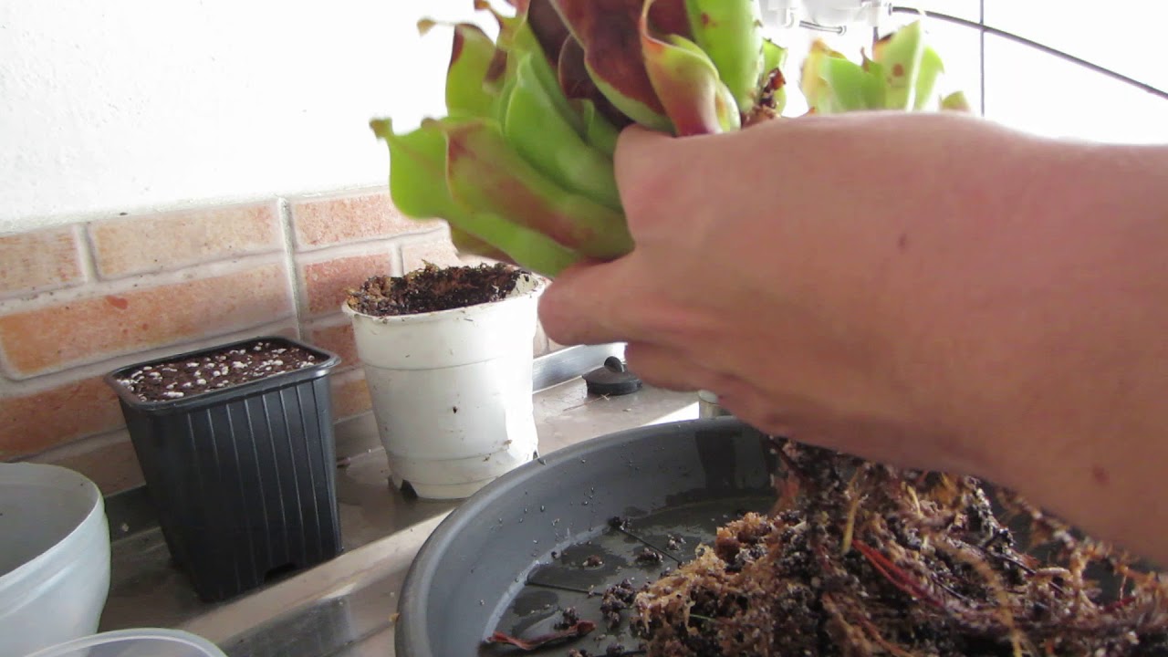 Transplante e divis&atilde;o de Heliamphora nutans