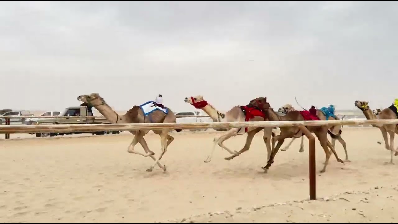الشوط 4 اشقر / ربيع بن خجيم 