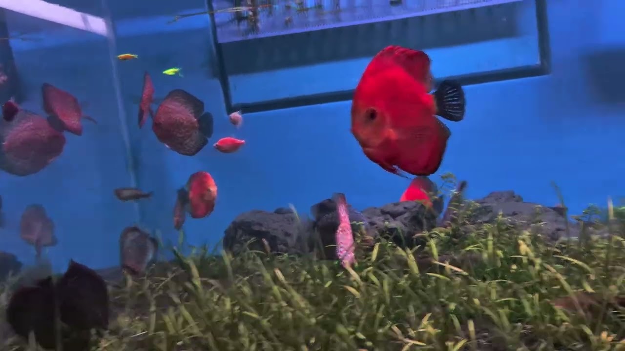 Life under the water - 