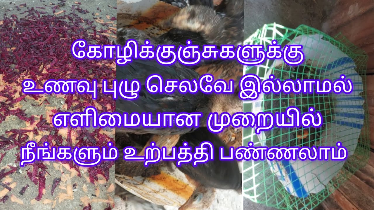 🐓🐐👍கோழிக்குஞ்சுகளுக்கு எளிமையான முறையில் உணவு  புழு உற்பத்தி பண்ணலாம் #நாட்டுக்கோழி
