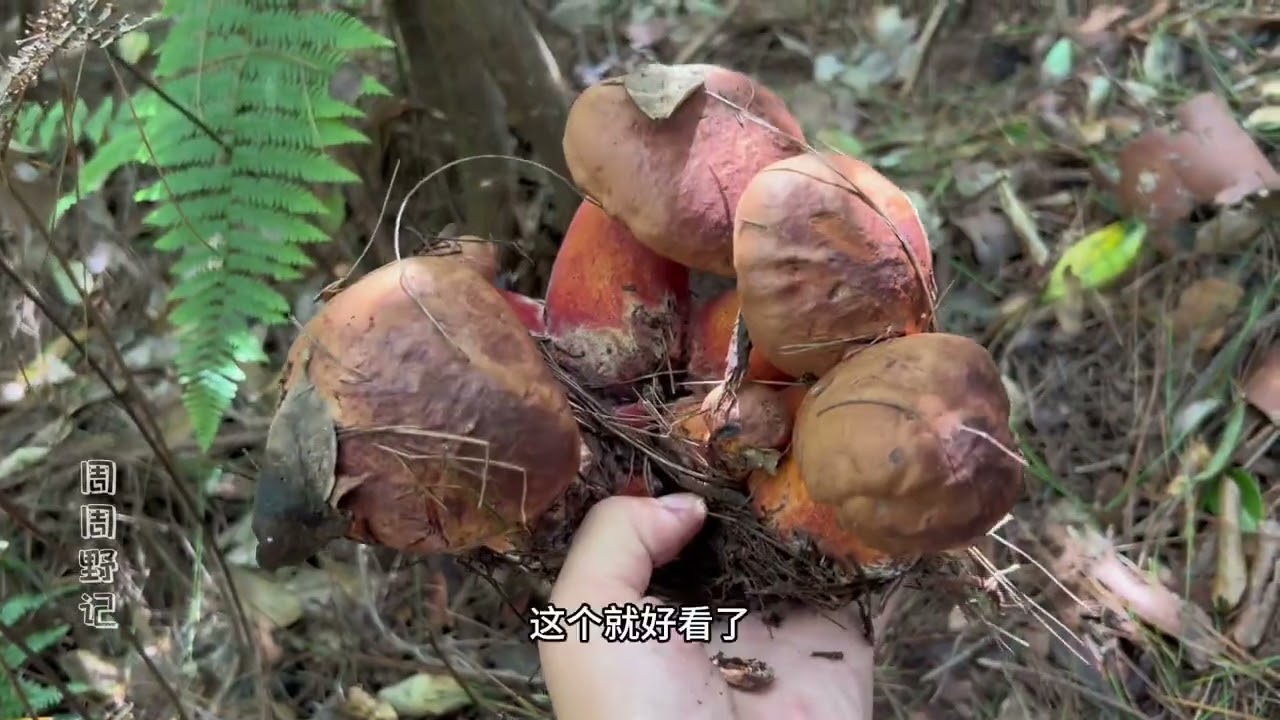 福建一场台风经过，山林里雨水充沛，又要开始巡视我的菌窝子了！#野生菌 #捡菌子 #又到寻山采菌时