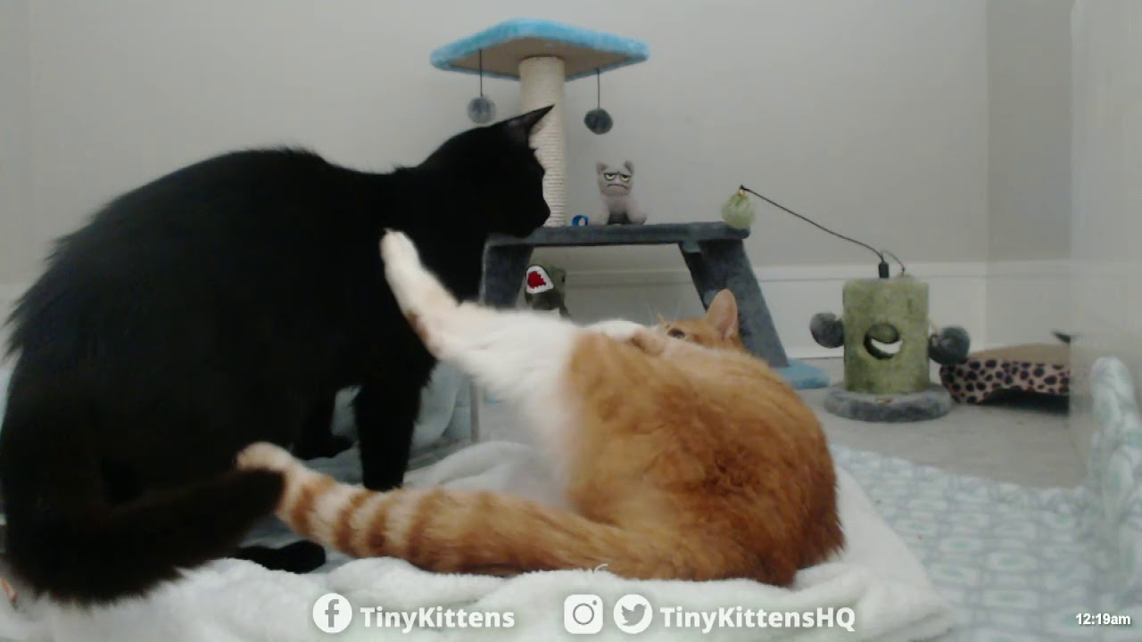 Moms gone wild!  TinyKittens.com